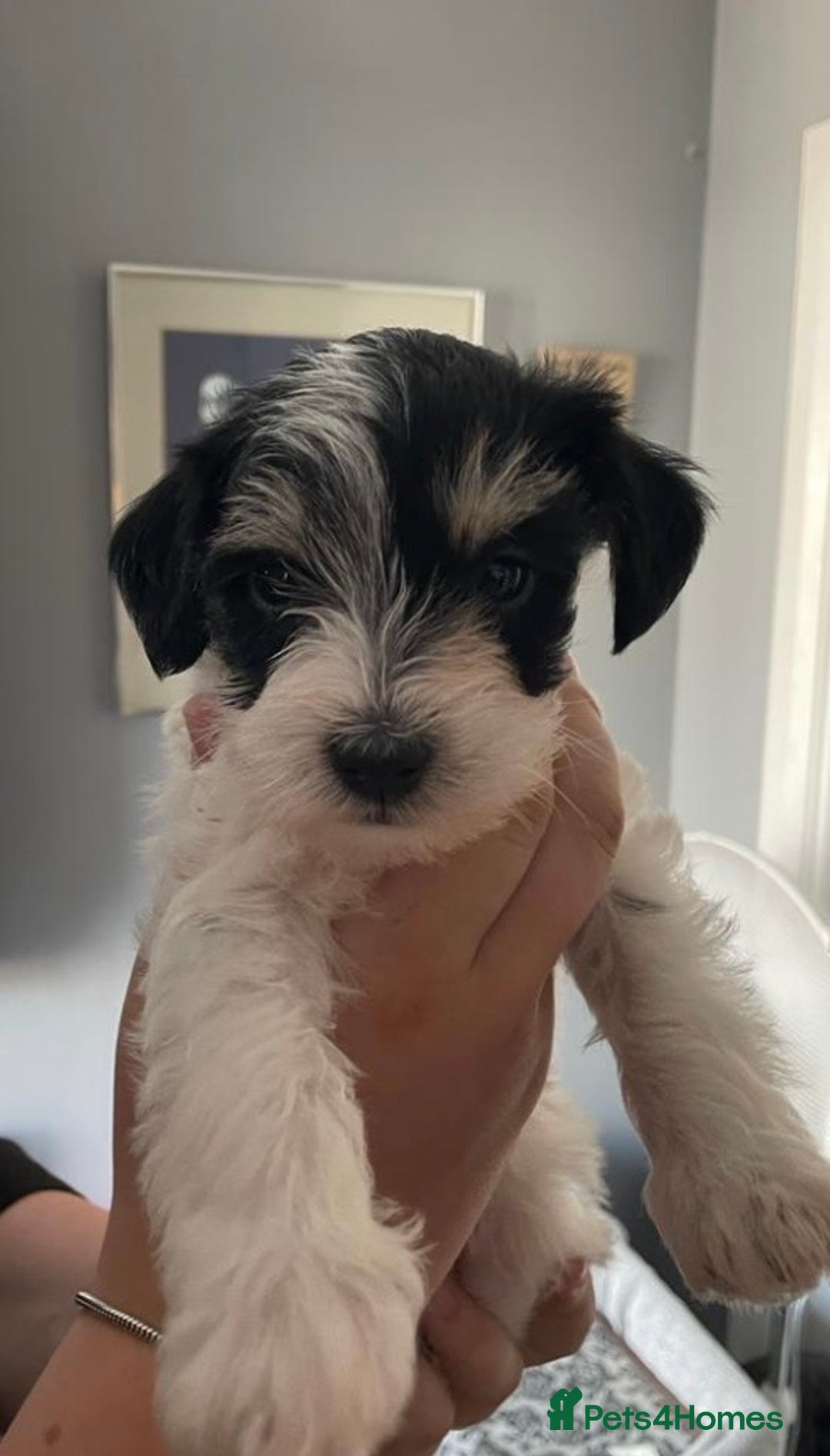 Schnoodle dogs for stud: STUNNING CHOC/WHITE MIN SCHNAUZER AT STUD in Coventry - Image 15