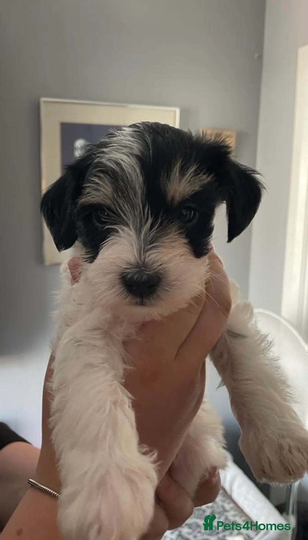 Schnoodle dogs for stud: STUNNING CHOC/WHITE MIN SCHNAUZER AT STUD in Coventry - Advert 15