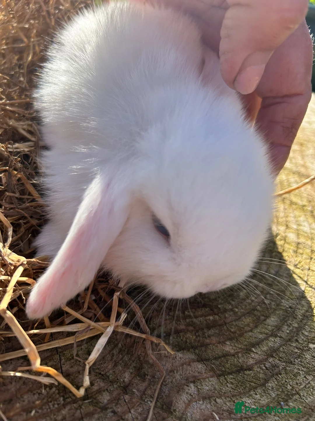 Mini Lop rabbits for sale: Beautiful mini lops - Advert 2