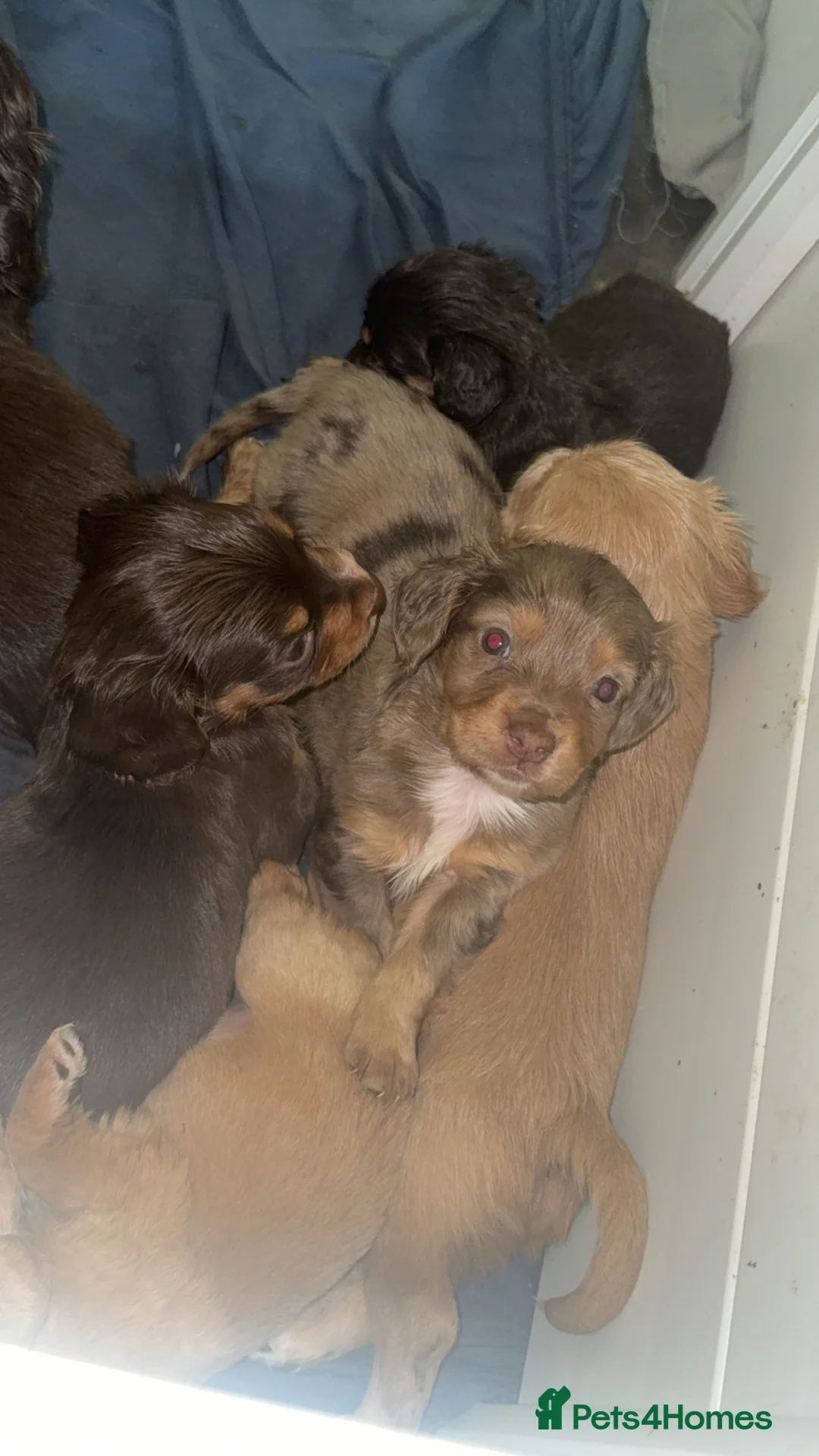 Cocker Spaniel dogs for sale: 1 cocker spaniel girl  left available  - Advert 14