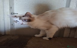 Ragdoll cats for sale: Beautiful Ragdoll x British long hair kittens  - Image 13