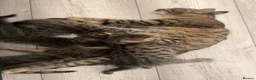 Mixed Breed cats for sale: Tabby Kittens - Advert 4