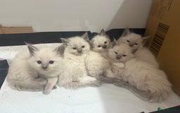 Ragdoll cats for sale: Adorable Pedigree Ragdoll Kittens Available 🐾 - Image 4