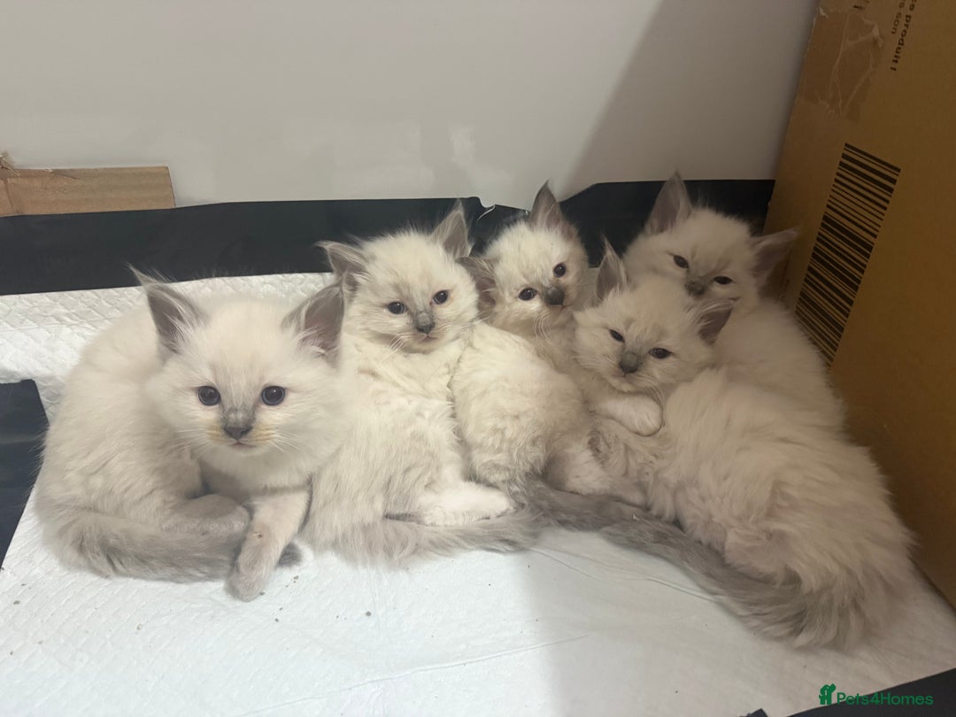Ragdoll cats for sale: Adorable Pedigree Ragdoll Kittens Available 🐾 - Image 4