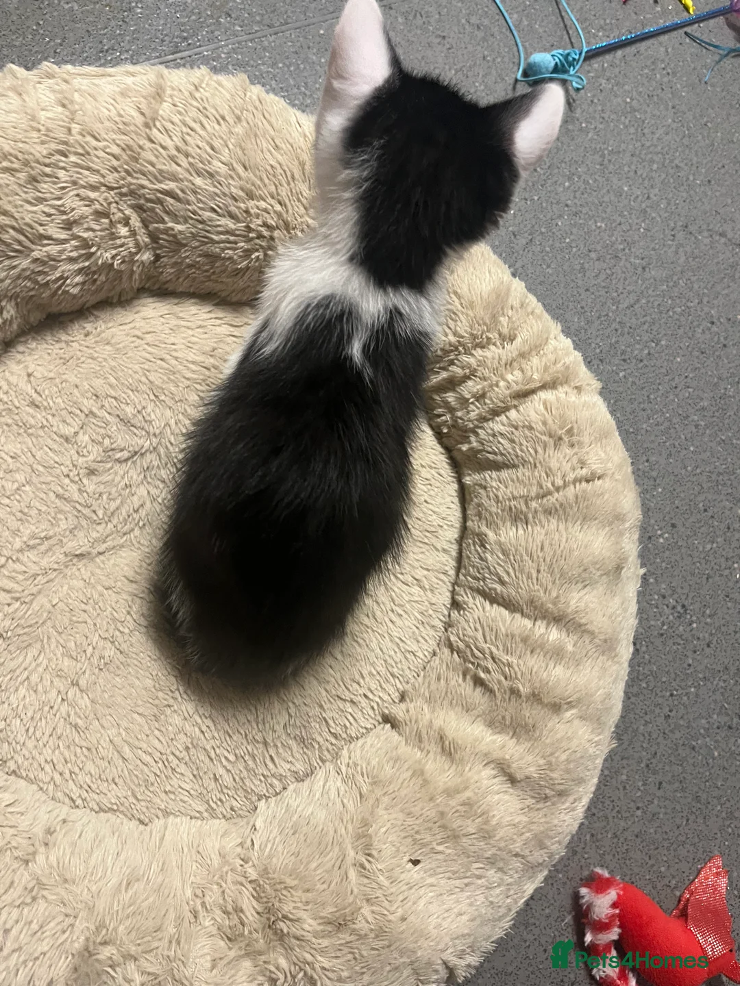 Mixed Breed cats for sale: 🐾 Stunning Tuxedo Male Kittens Available 🐾 - Advert 8