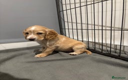 Cocker Spaniel dogs for sale: 5 gorgeous cocker spaniel puppies - Image 24