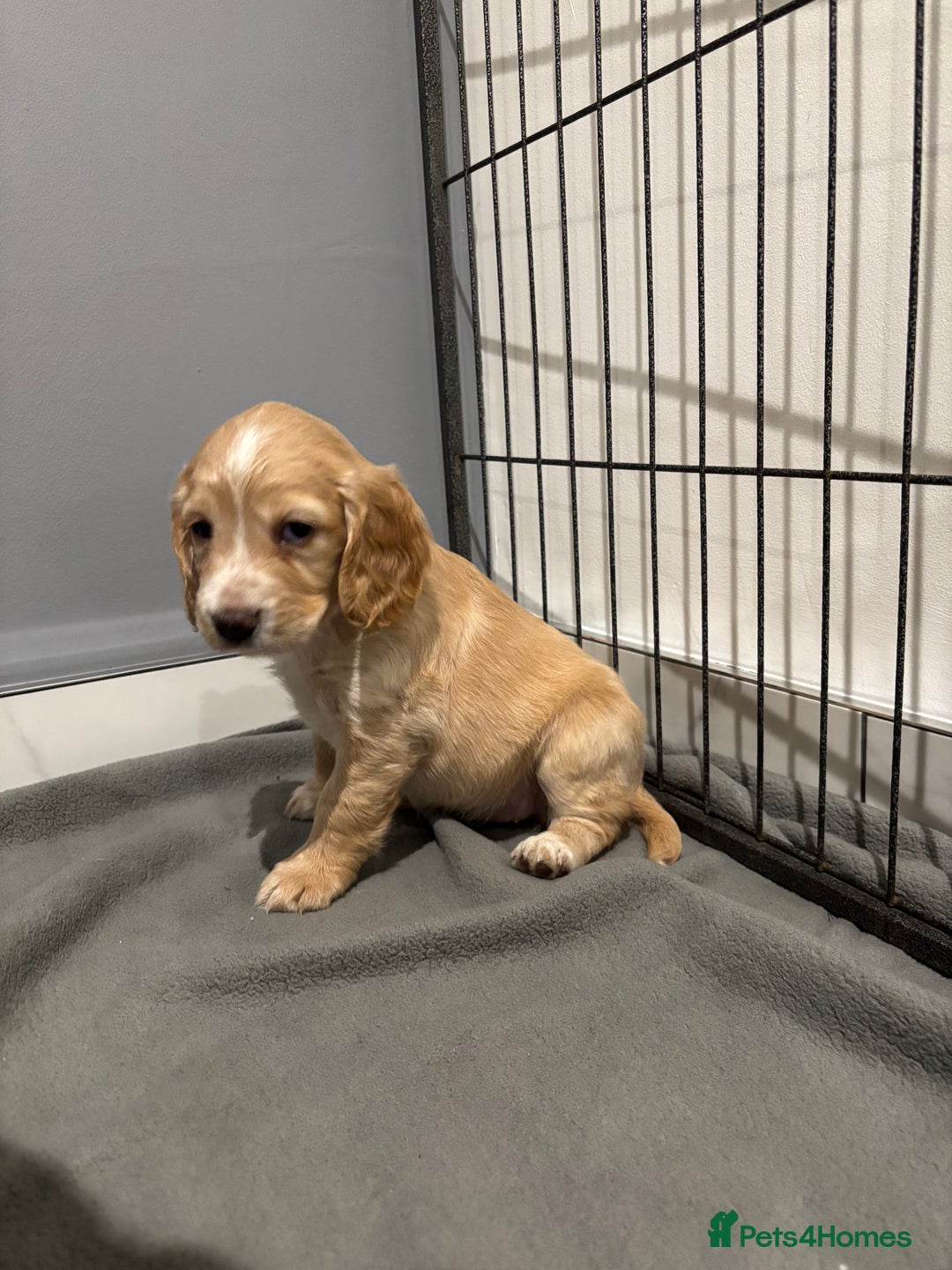 Cocker Spaniel dogs for sale: 5 gorgeous cocker spaniel puppies - Image 24