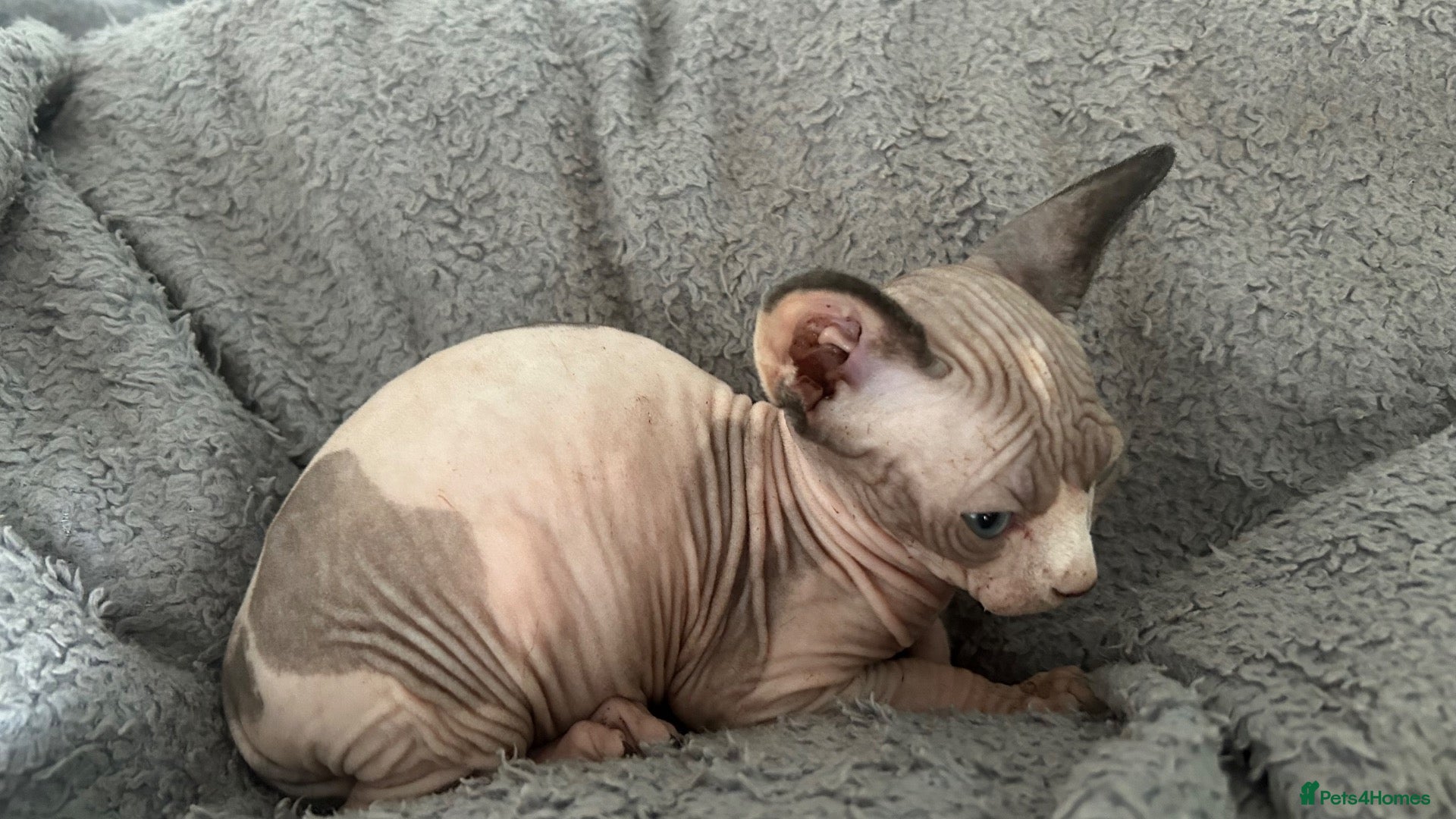 Sphynx cats for sale: Kittens are looking for new homes. - Advert 1