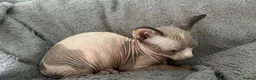 Sphynx cats for sale: Kittens are looking for new homes. - Advert 11