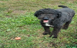 Mixed Breed dogs for sale: Handsome Hero 😍🐾 - Image 5