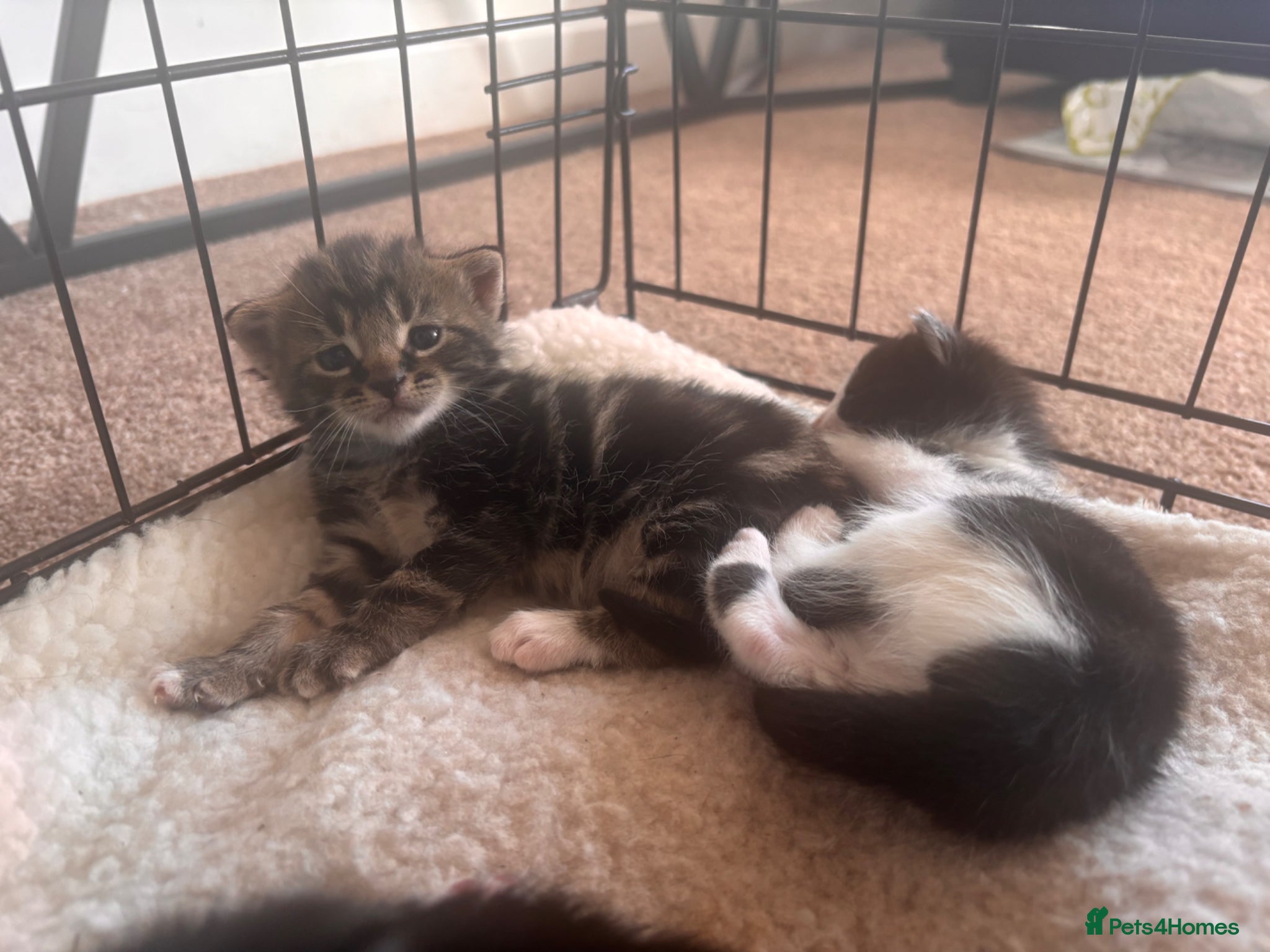 Mixed Breed cats Pair of kittens - Advert 1