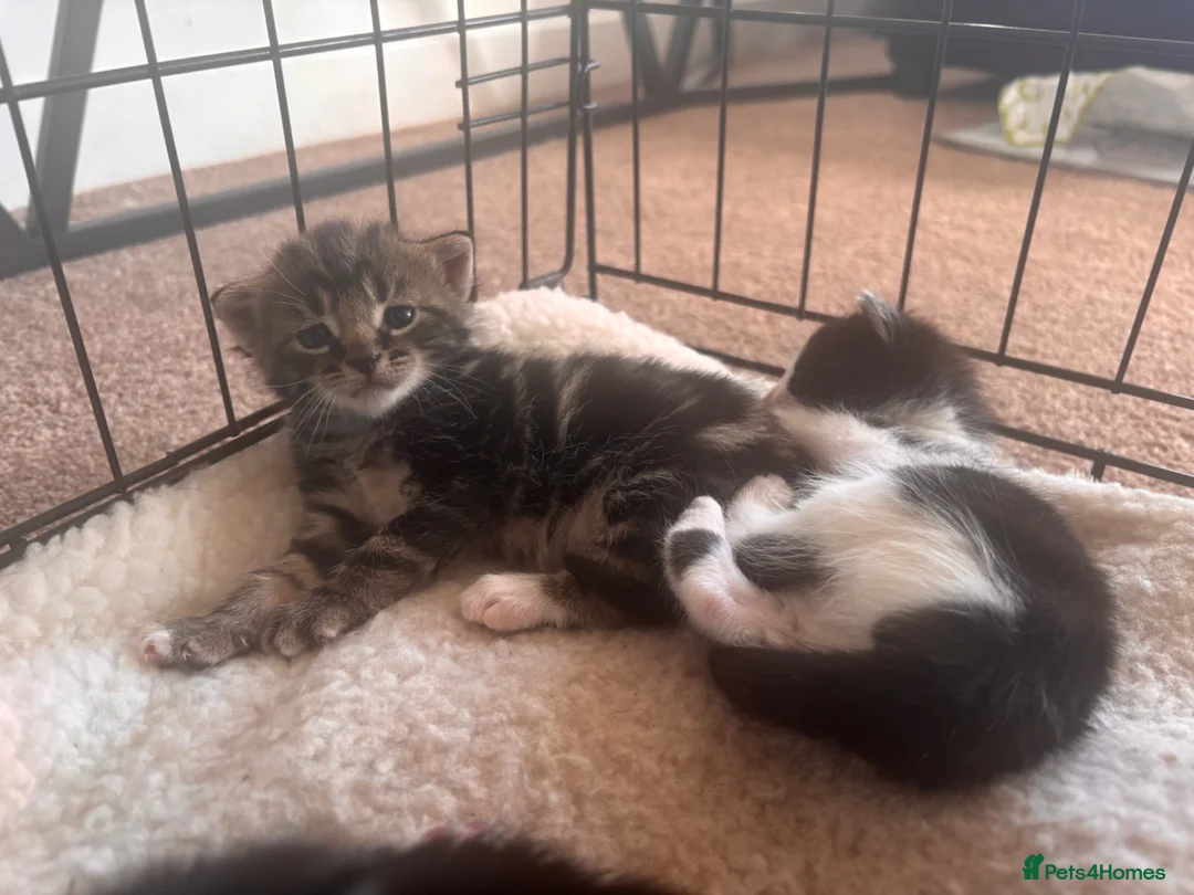 Mixed Breed cats for sale: Pair of kittens in Grantham - Advert 1