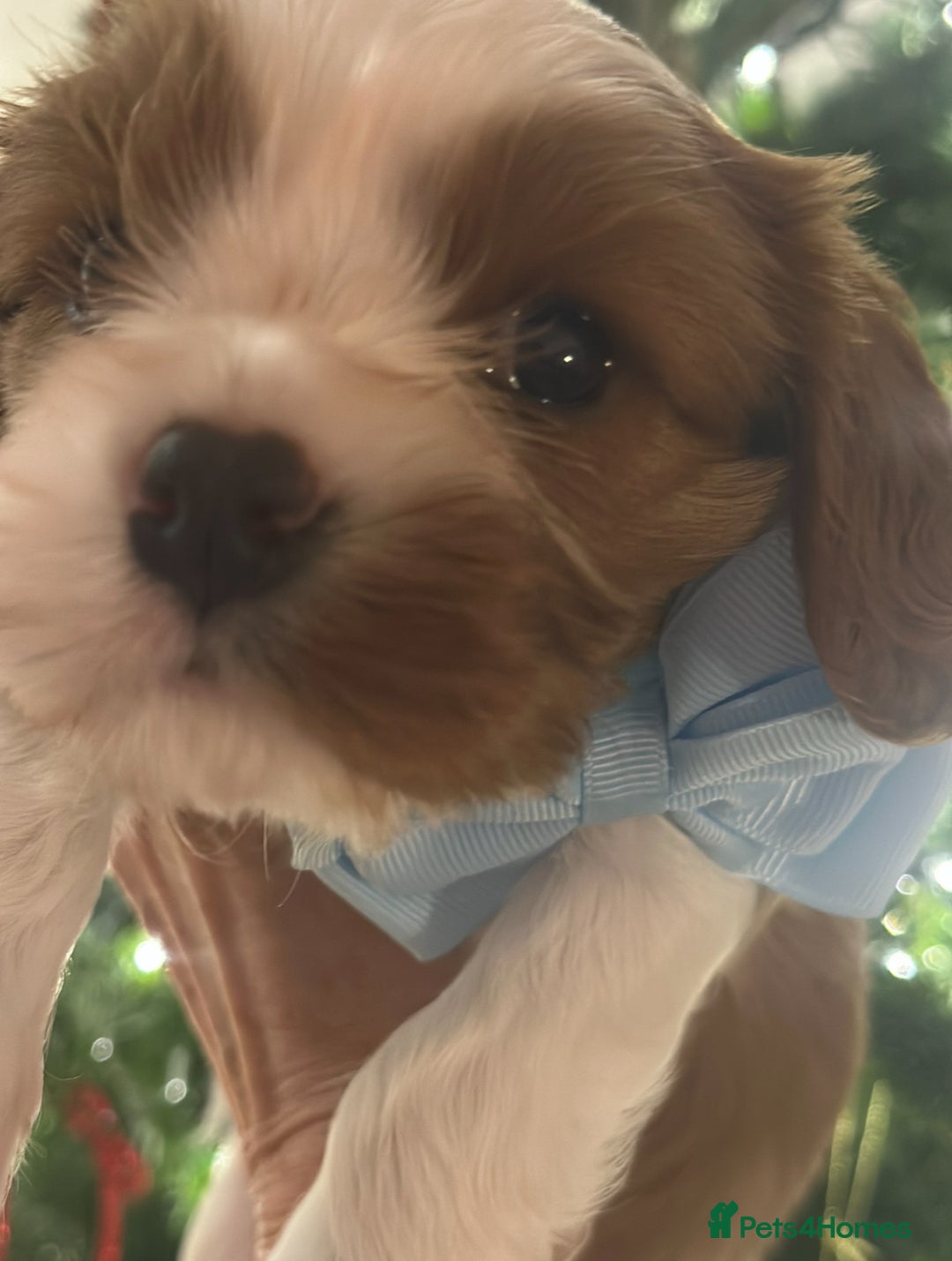 Cavalier King Charles Spaniel dogs for sale: King Charles Cavalier Boy Puppy Champ Stud - Advert 15