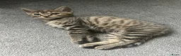 Bengal cats for sale: Bengal kittens  - Advert 23