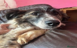 Mixed Breed dogs for adoption: Hilda - Norwich Norfolk  - Image 3