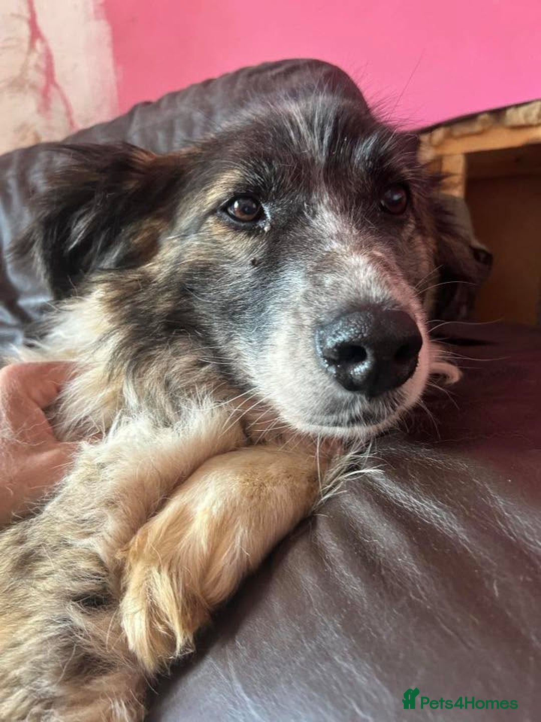 Mixed Breed dogs for adoption: Hilda - Norwich Norfolk  - Image 3