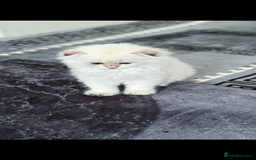 Scottish Fold cats for sale: purebred kittens Gold Scottish Fold Chinchilla - Image 18