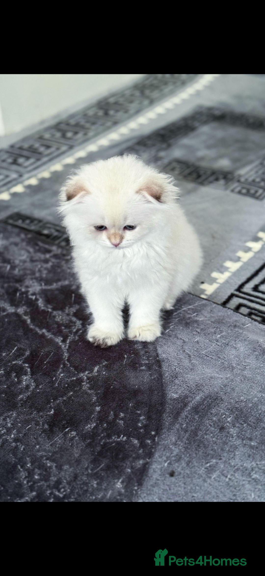 Scottish Fold cats for sale: purebred kittens Gold Scottish Fold Chinchilla - Image 18