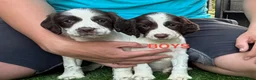 English Springer Spaniel dogs for sale: Cheeky Springer Spaniel Pups  in Wrexham - Advert 2
