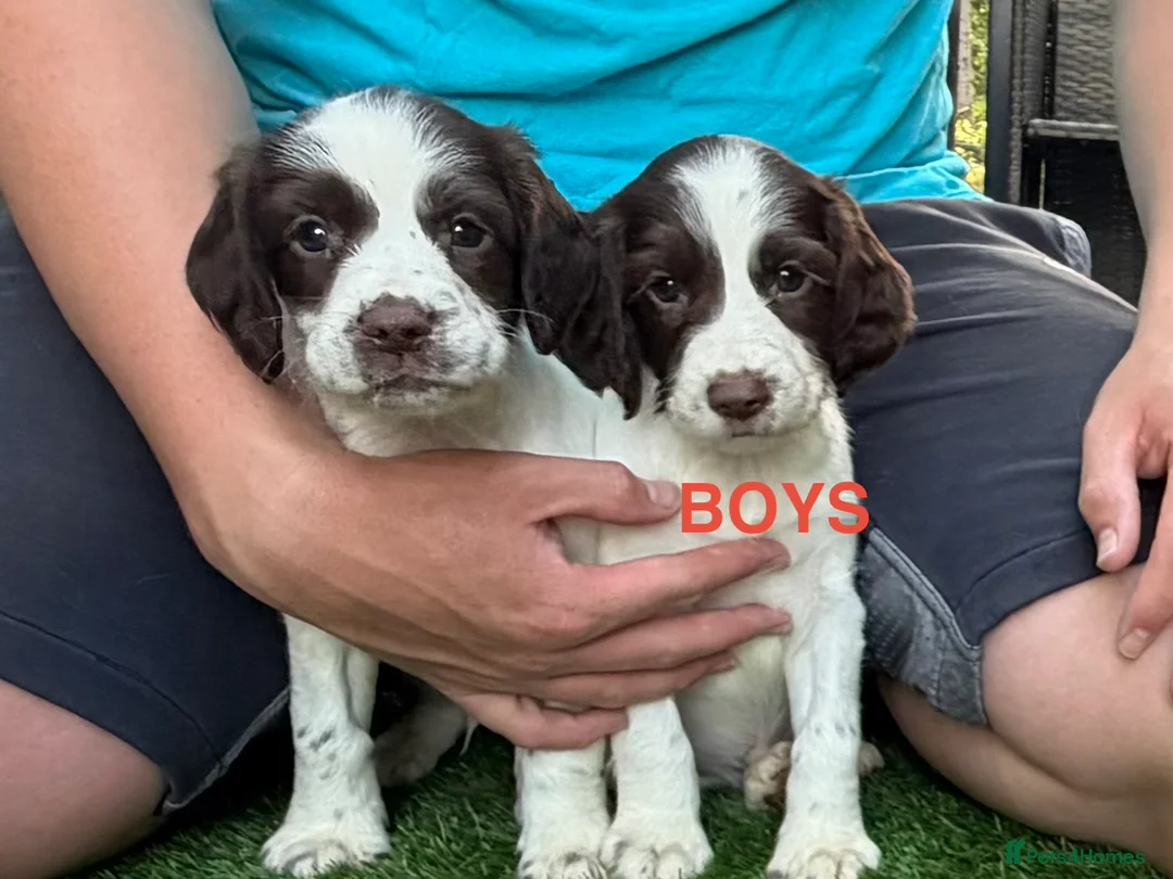 English Springer Spaniel dogs for sale: Cheeky Springer Spaniel Pups  in Wrexham - Advert 2