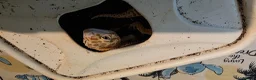 Leopard Gecko reptiles for sale: Rehoming our Leopard ghecko Romeo with full set up - Advert 1