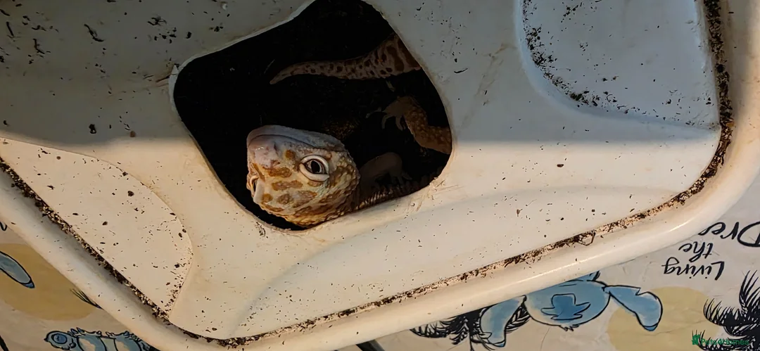 Leopard Gecko reptiles for sale: Rehoming our Leopard ghecko Romeo with full set up - Advert 1