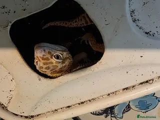 Leopard Gecko reptiles for sale: Rehoming our Leopard ghecko Romeo with full set up - Advert 1