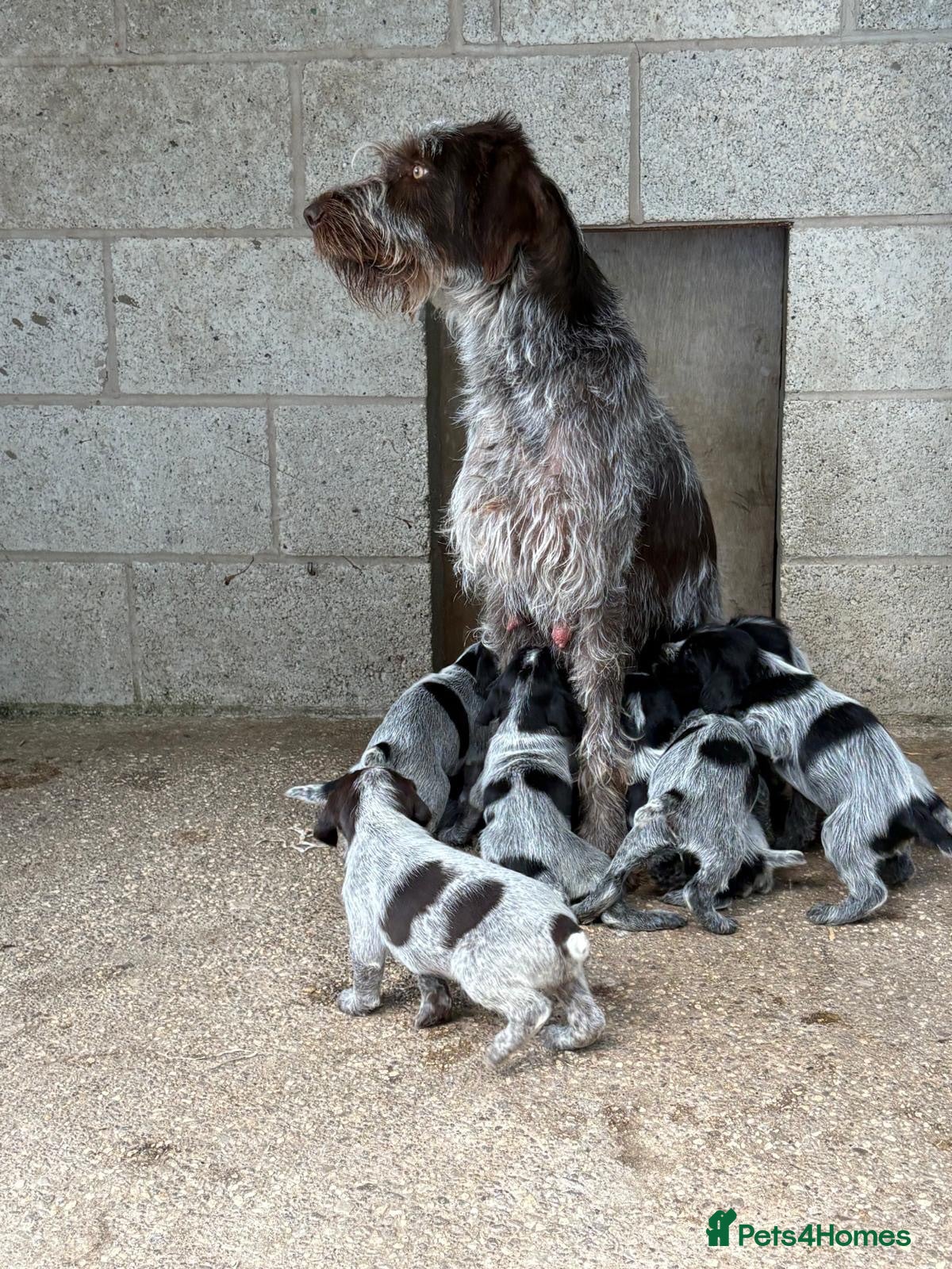 German Wirehaired Pointer dogs Ready now German wirehair pointer pups  - Advert 5