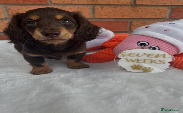 Miniature Dachshund dogs - Advert 2