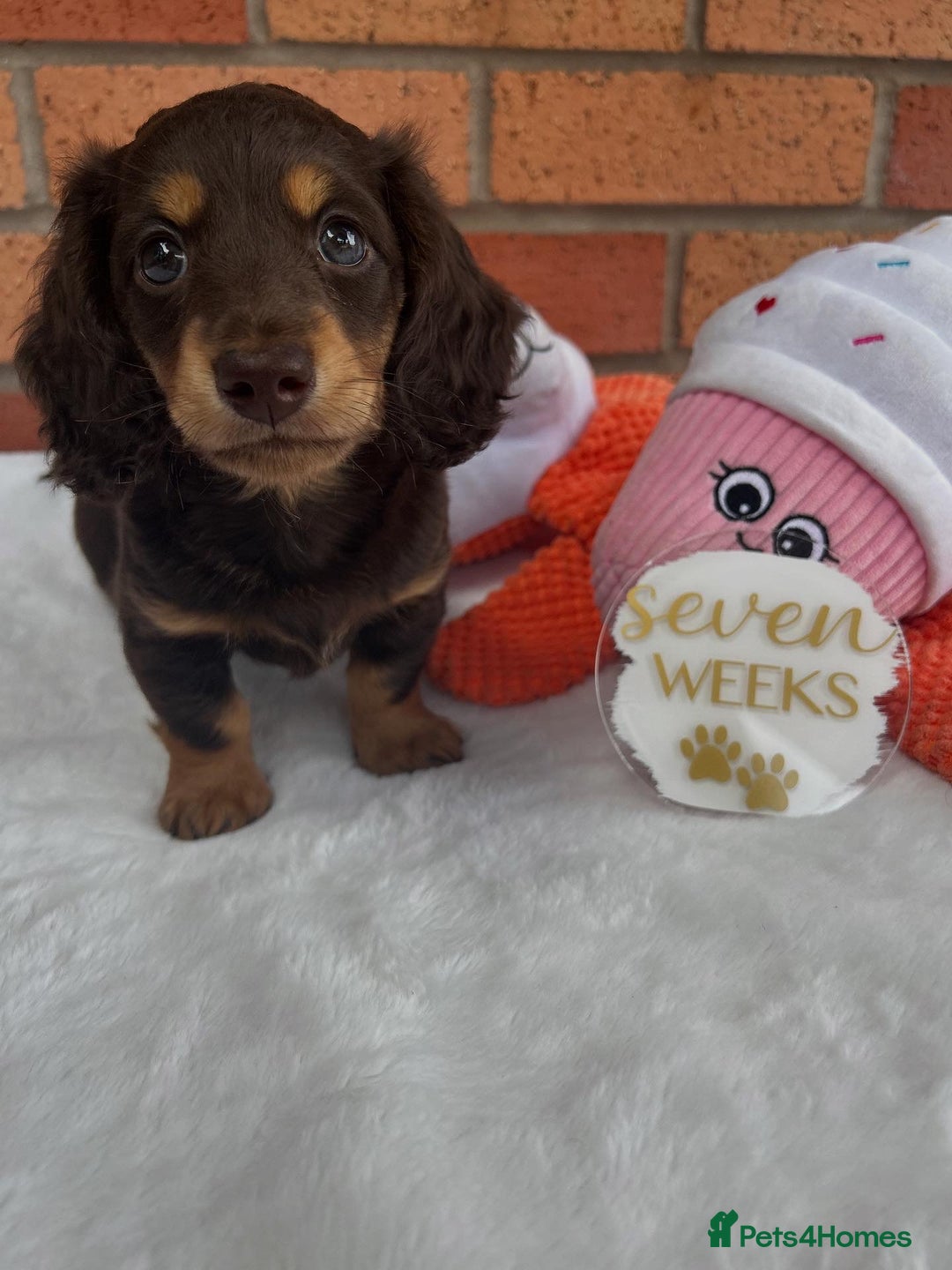 Miniature Dachshund dogs for sale: 🤍🐾🐻STUNNING LONG HAIR CHOC & TAN 🐻🐾🤍 - Image 5