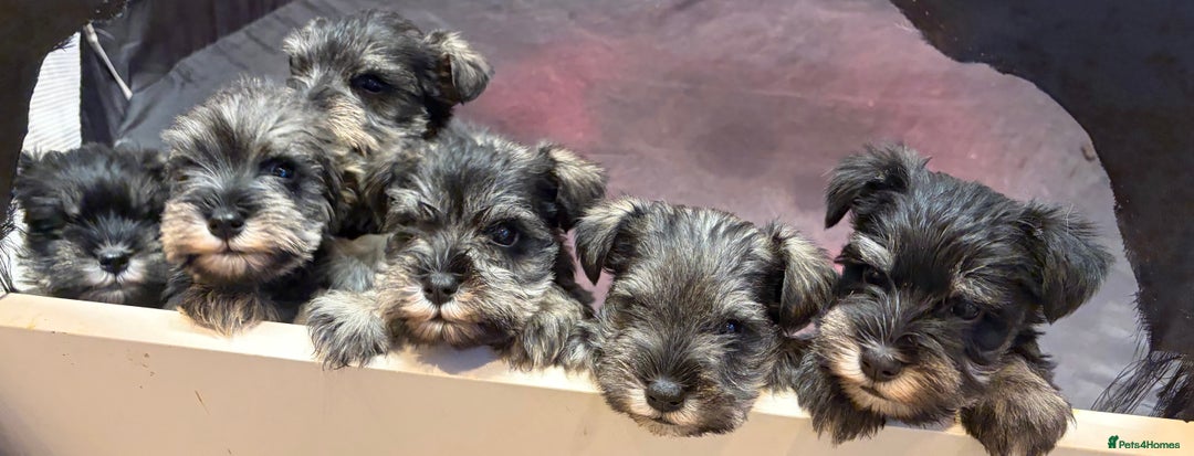 Miniature Schnauzer dogs for sale: Miniature schnauzers  - Advert 12
