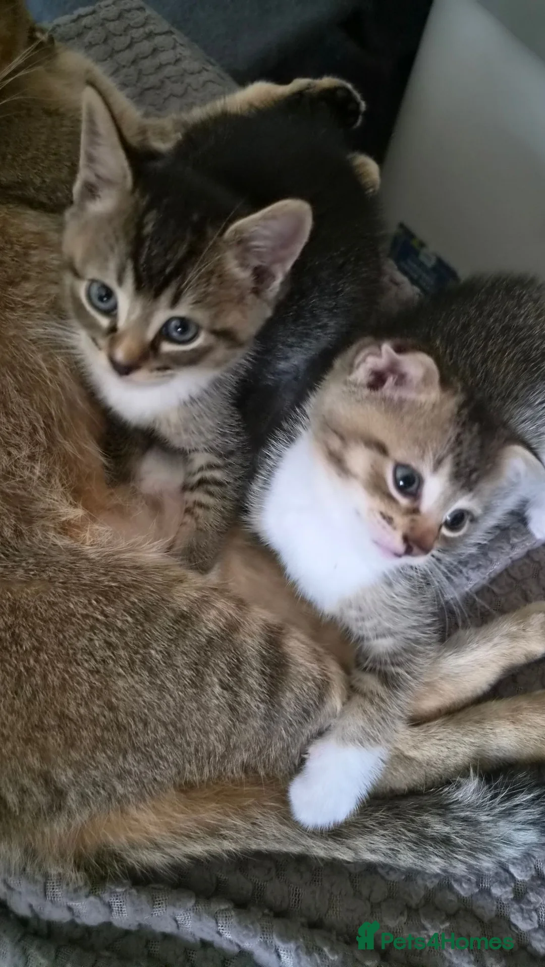 Scottish Fold cats for sale: SCOTTISH STRAIGHT/FOLD KITTENS  - Advert 2