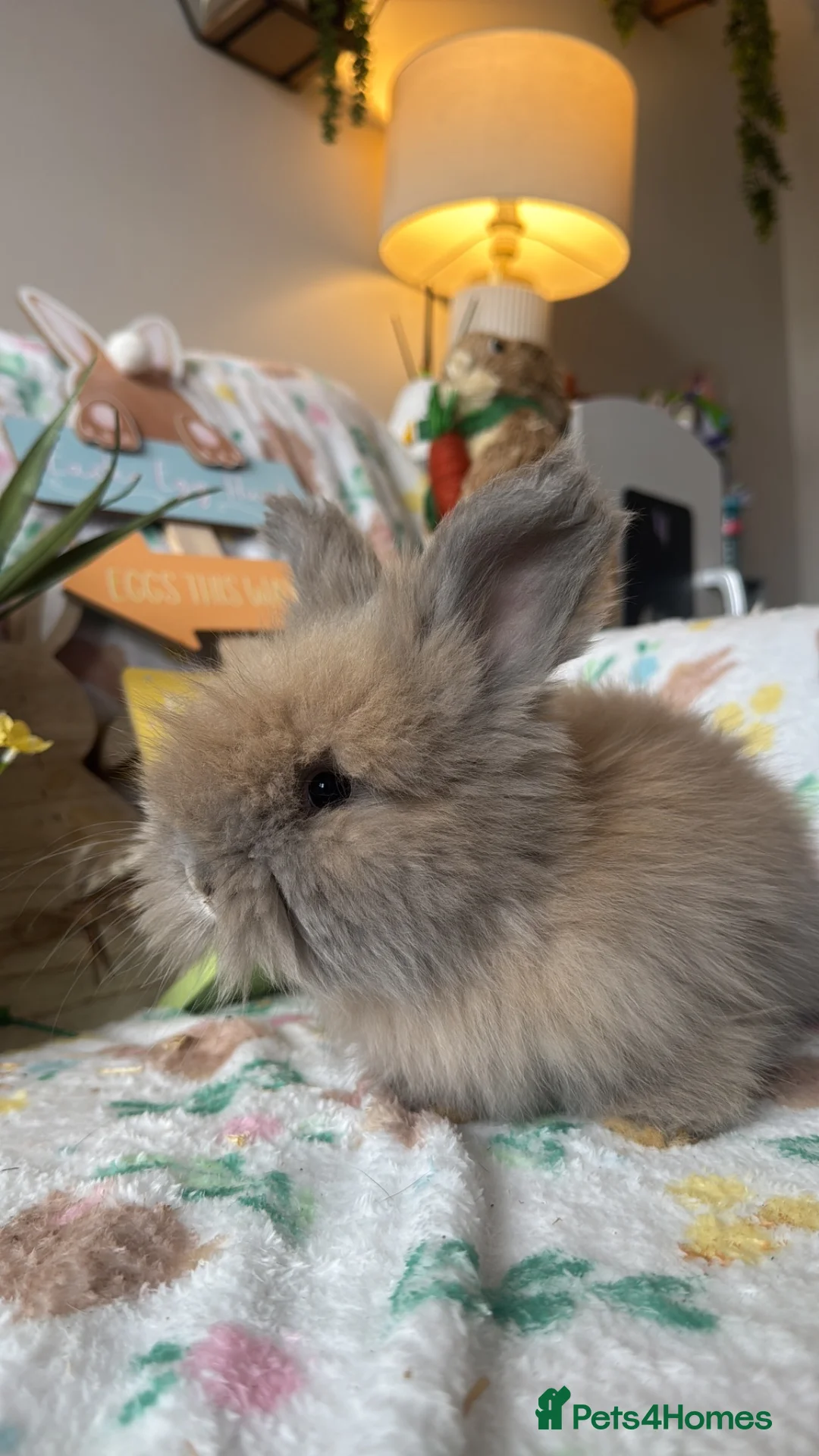 Angora rabbits for sale: Full faced Male Angora babies  - Advert 2