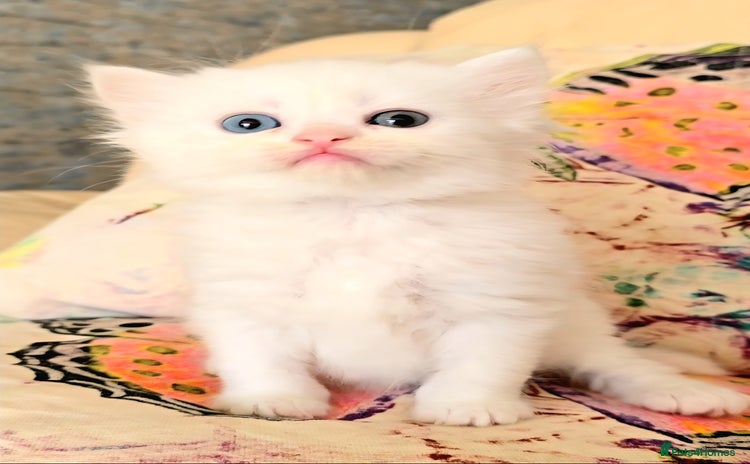 Persian cats - Advert 1
