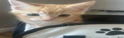 Mixed Breed cats for sale: Two kittens looking for their forever families  in Glasgow - Advert 12