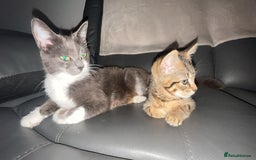 Mixed Breed cats for sale: females kitten for sale - Image 2