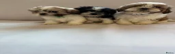 Shih Tzu dogs for sale: Beautiful Shih Tzu Puppies 7 Weeks Old Ready Soon in London - Advert 5