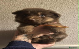 German Shepherd dogs for sale: Beautiful straight back German Shepherds  - Image 29