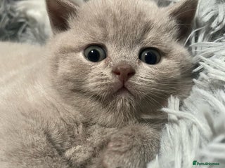 British Shorthair cats Beautiful kittens 🐱💕 - Advert 17
