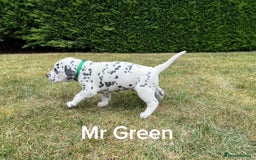 Dalmatian dogs for sale: KC Registered Dalmatian Puppies (Scotland) - Image 2
