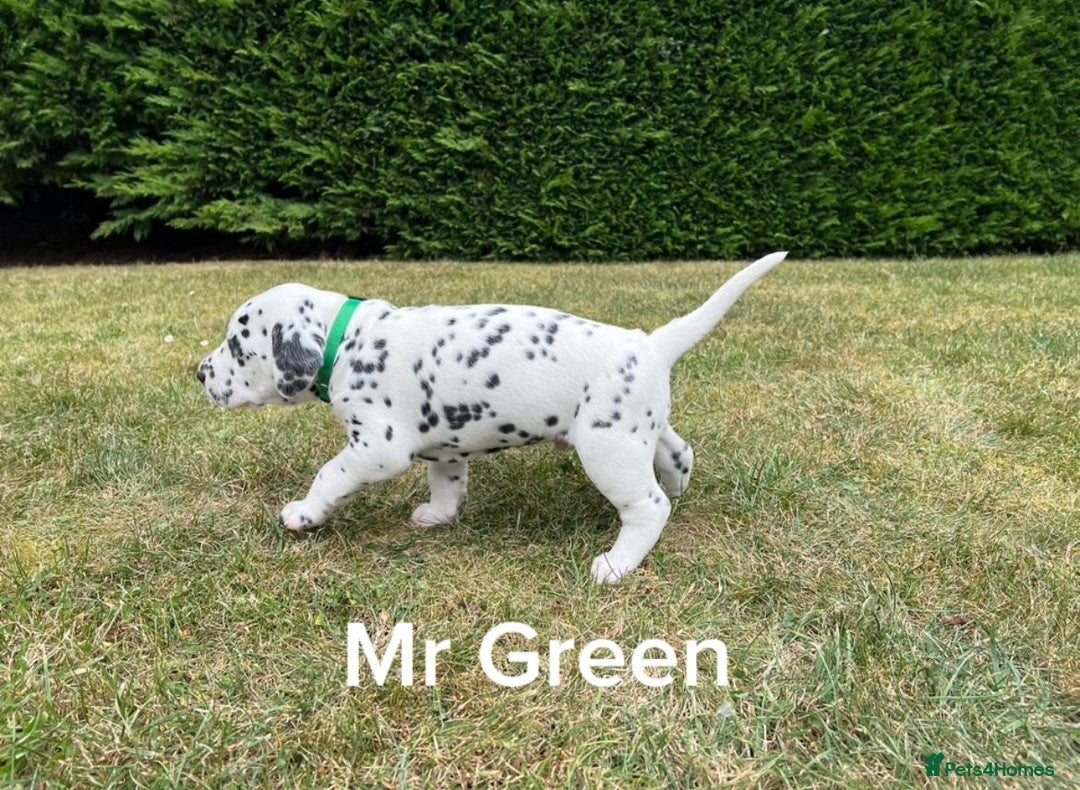 Dalmatian dogs for sale: KC Registered Dalmatian Puppies (Scotland) - Image 2