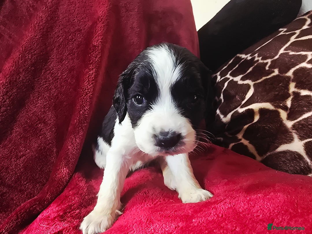 English Springer Spaniel dogs for sale: ⭐️ Ready Stunning KC DNA Vetted, home Ess Pups ⭐️ - Image 29