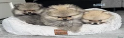 Pomeranian dogs for sale: TINY Champion Lines Teddy Faced Pomeranians  - Advert 9