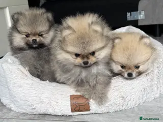 Pomeranian dogs TINY Champion Lines Teddy Faced Pomeranians - Advert 5
