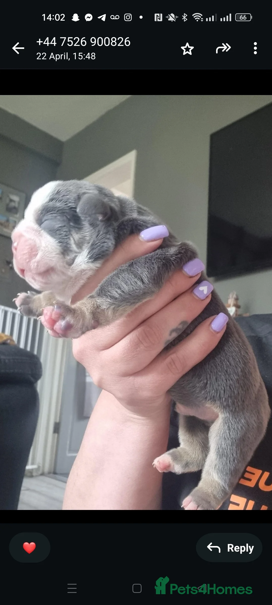 Olde English Bulldogge dogs for stud: NEBBR REGISTERED OLDE ENGLISH BULLDOGGE STUD in Worcester - Advert 15