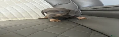 Miniature Dachshund Puppy 2