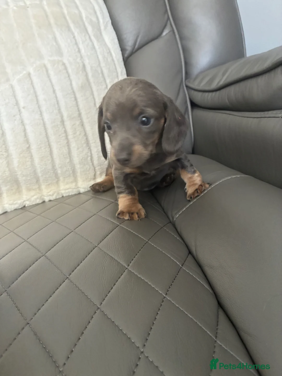 Miniature Dachshund dogs for sale: Beautiful miniature dachshunds  - Advert 8