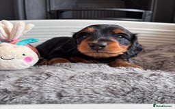 Miniature Dachshund dogs for sale: 🌿🌸🌳KC LONGHAIR MINI DACHSHUND PUPS🌳🌸🌿 - Image 4