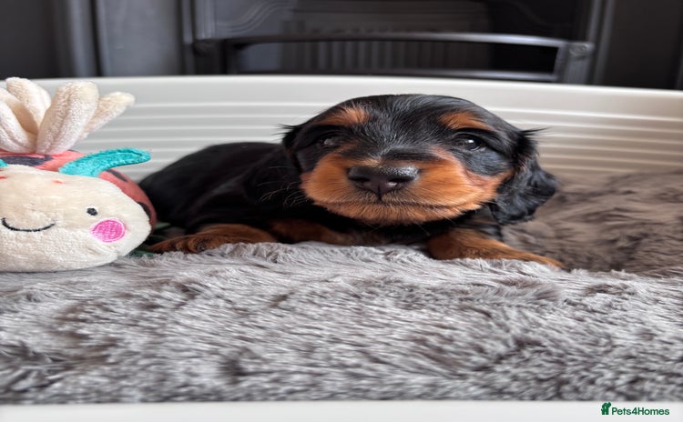 Miniature Dachshund dogs - Advert 4