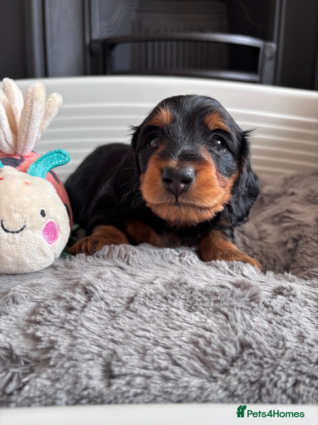 Miniature Dachshund dogs for sale: 🌿🌸🌳KC LONGHAIR MINI DACHSHUND PUPS🌳🌸🌿 - Image 4